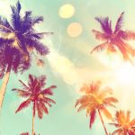 Tropical,Palm,Tree,With,Colorful,Bokeh,Sun,Light,On,Sunset